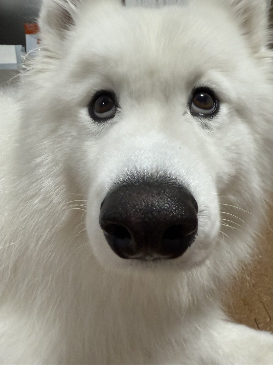 サモエドりんたろう (@samoyed_rintaro) / Posts / X