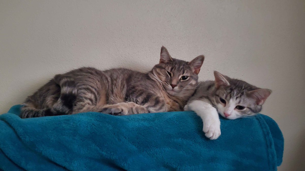 Look at my fuckin cats