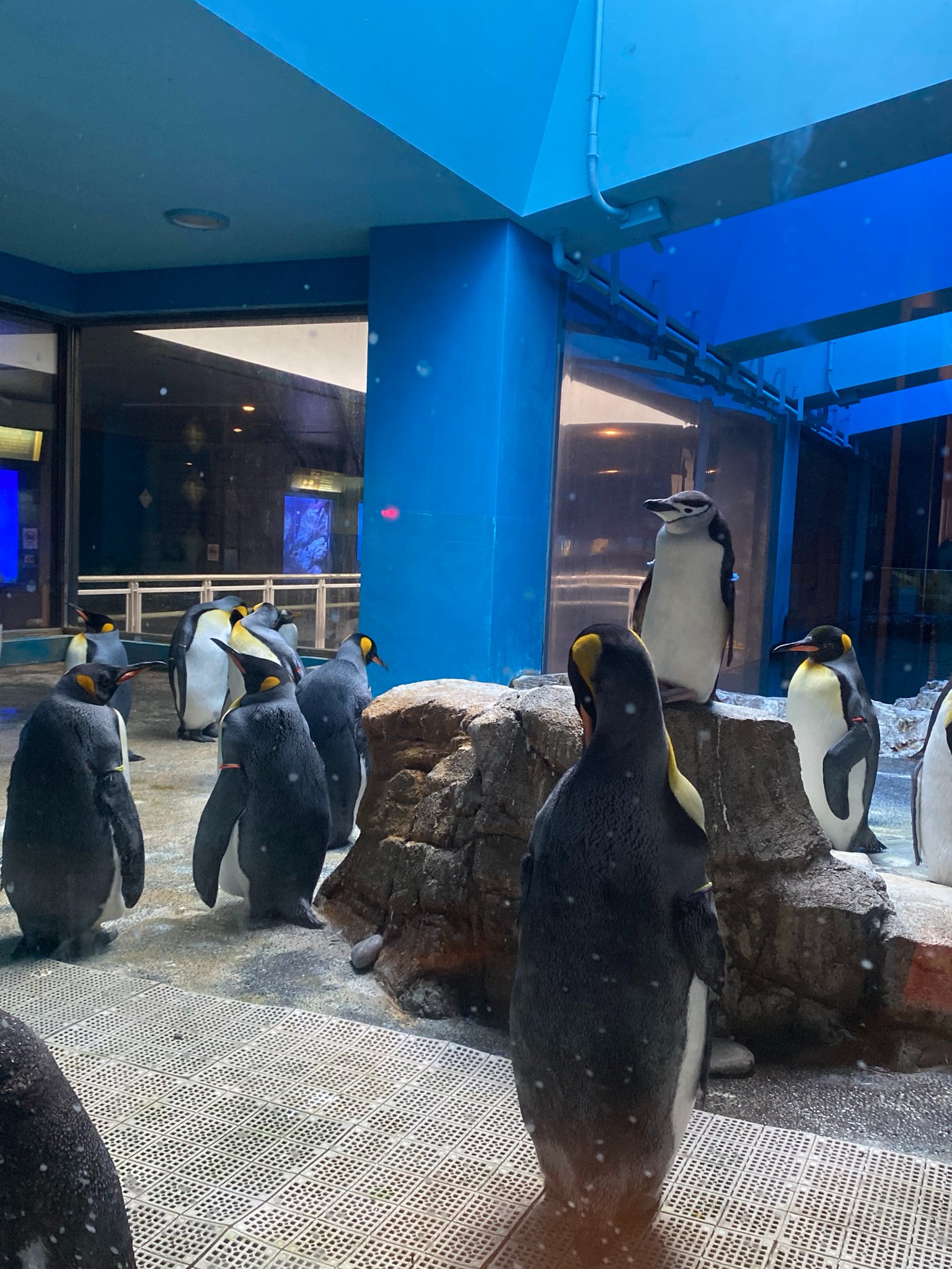 水族館で買ったペンギン 春感が強いジェンツー #長崎ペンギン水族館 #ペンギン #長崎