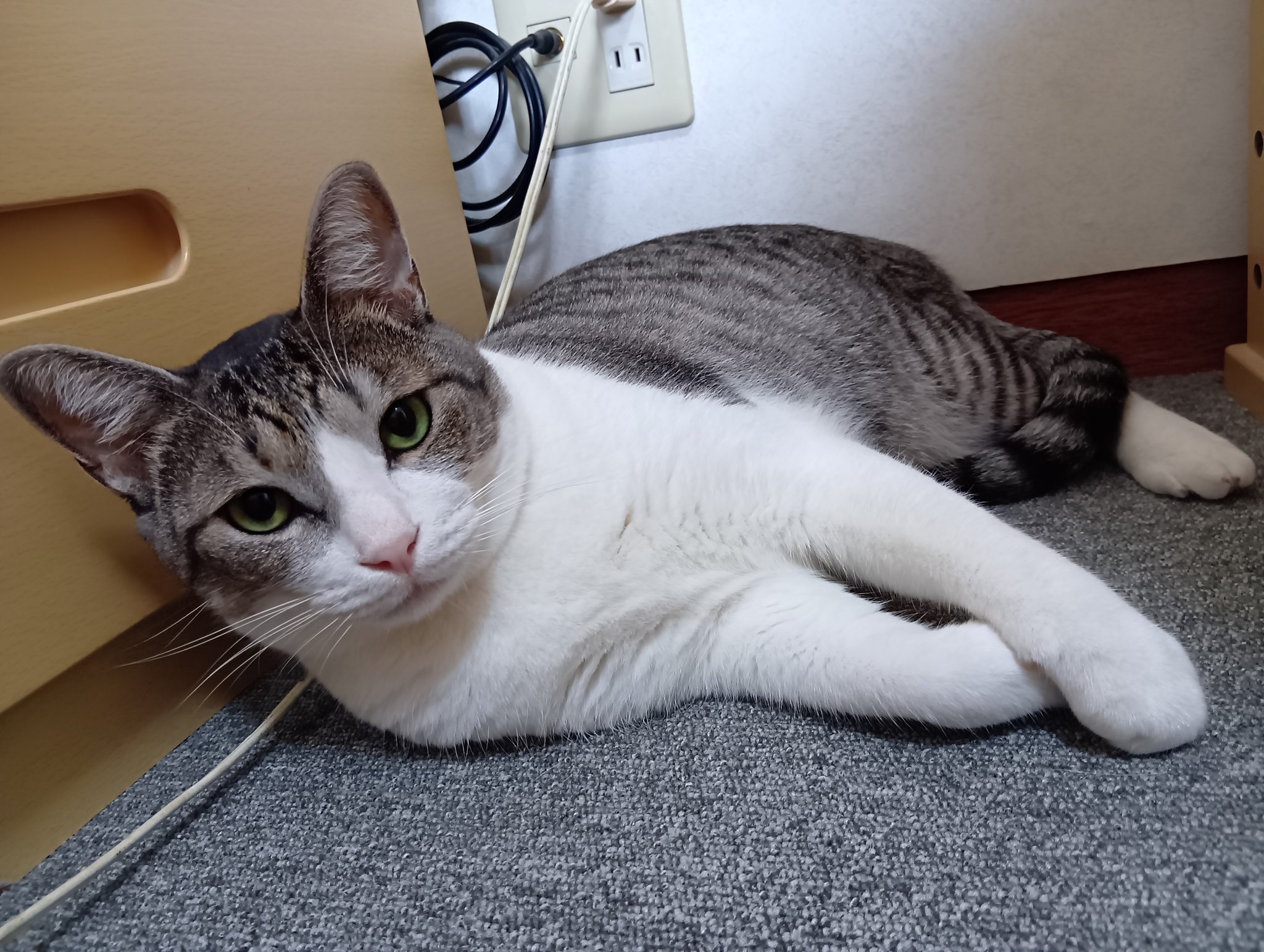ねこてん とっても微笑ましい2頭は、ダイヤ（♀）約2ヶ月とてんちゃん