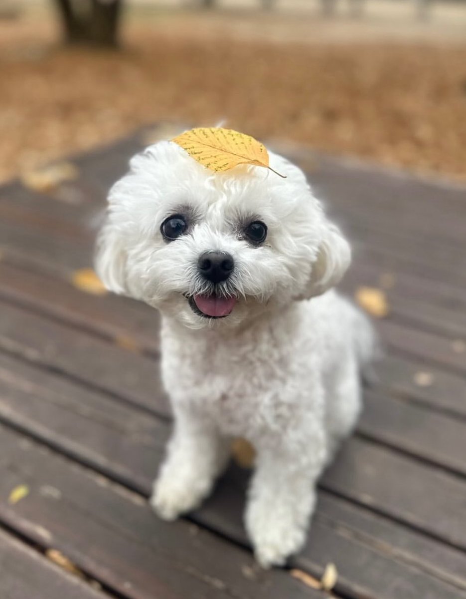 changminbr's tweet photo. [🐶] Um dos goodies da turnê é um chaveirinho da Buzzi 🥹❤️ https://t.co/X8xXk4NIwh