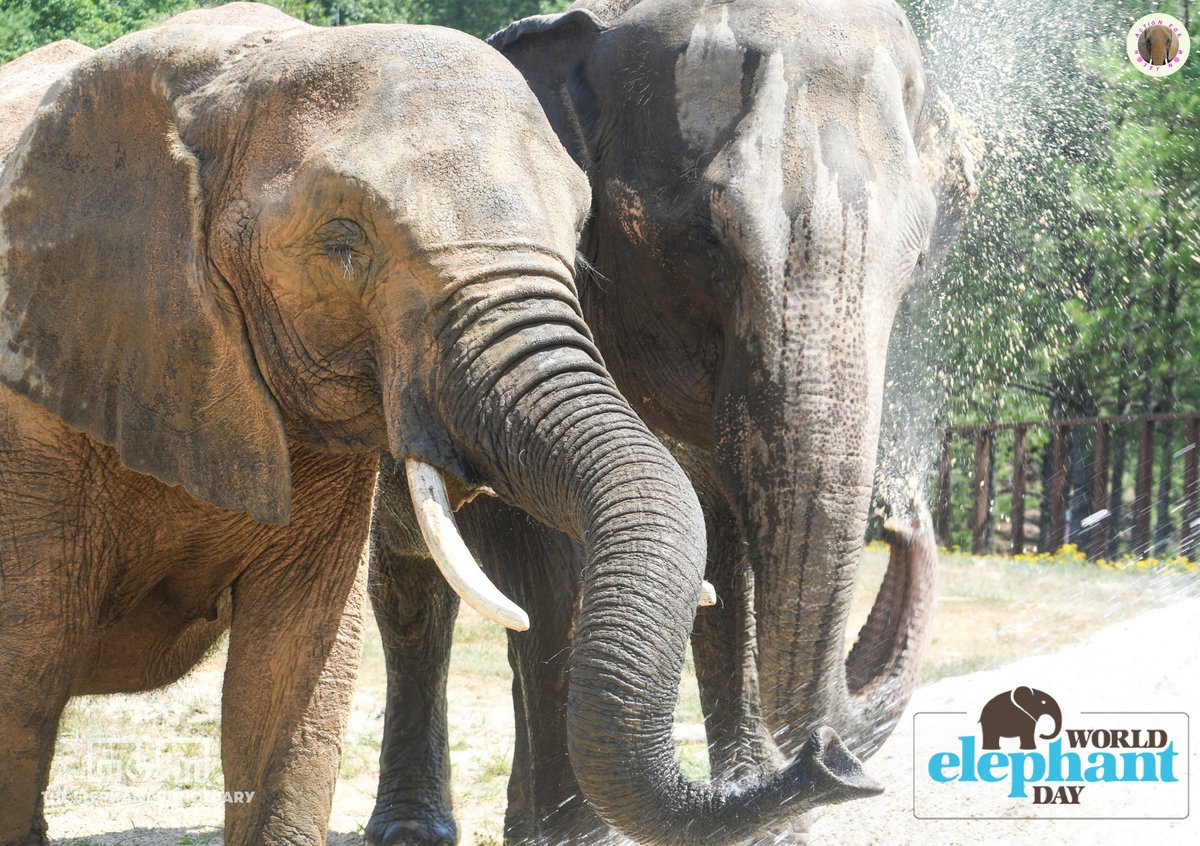 Today, August 12th is #WorldElephantDay

After spending many #WorldElephantDay's in a travelling circus, each one Nosey spends in Sanctuary, where she has companionship, space to roam and expert care is a blessing!

Learn more &amp; support #WorldElephantDay worldelephantday.org