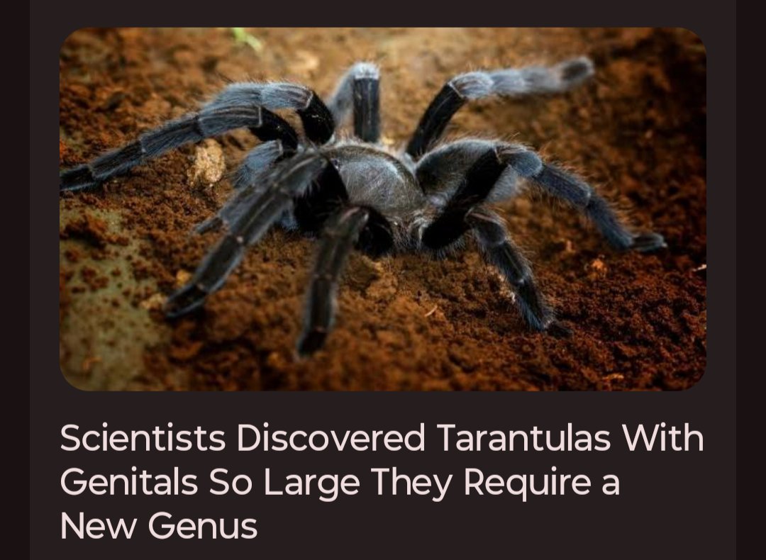 I present to you Genus "Arachnis Jamalis Tyroneis"