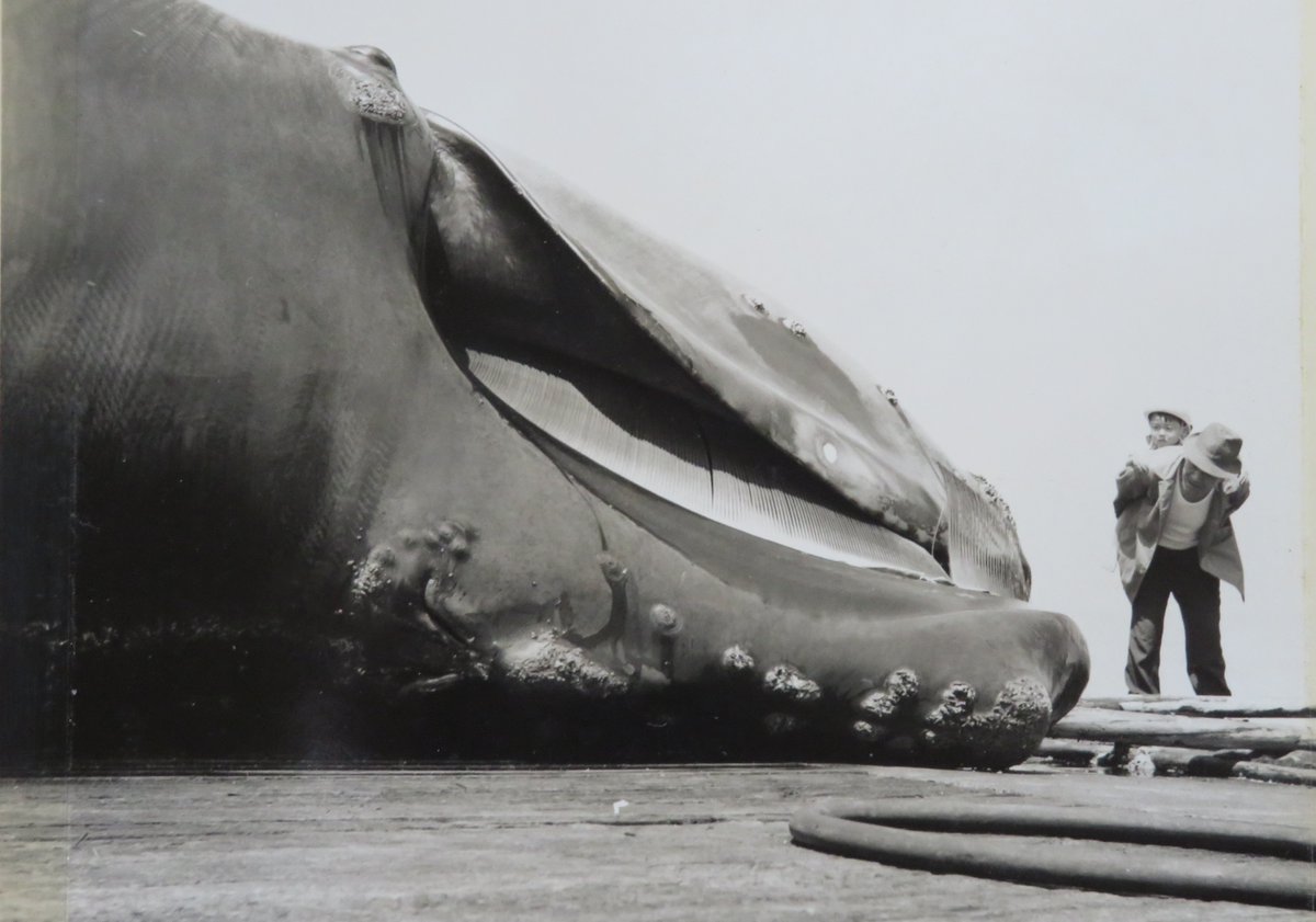 鯨への旅 (@TAKEUCHIKENJI5) / Posts / X