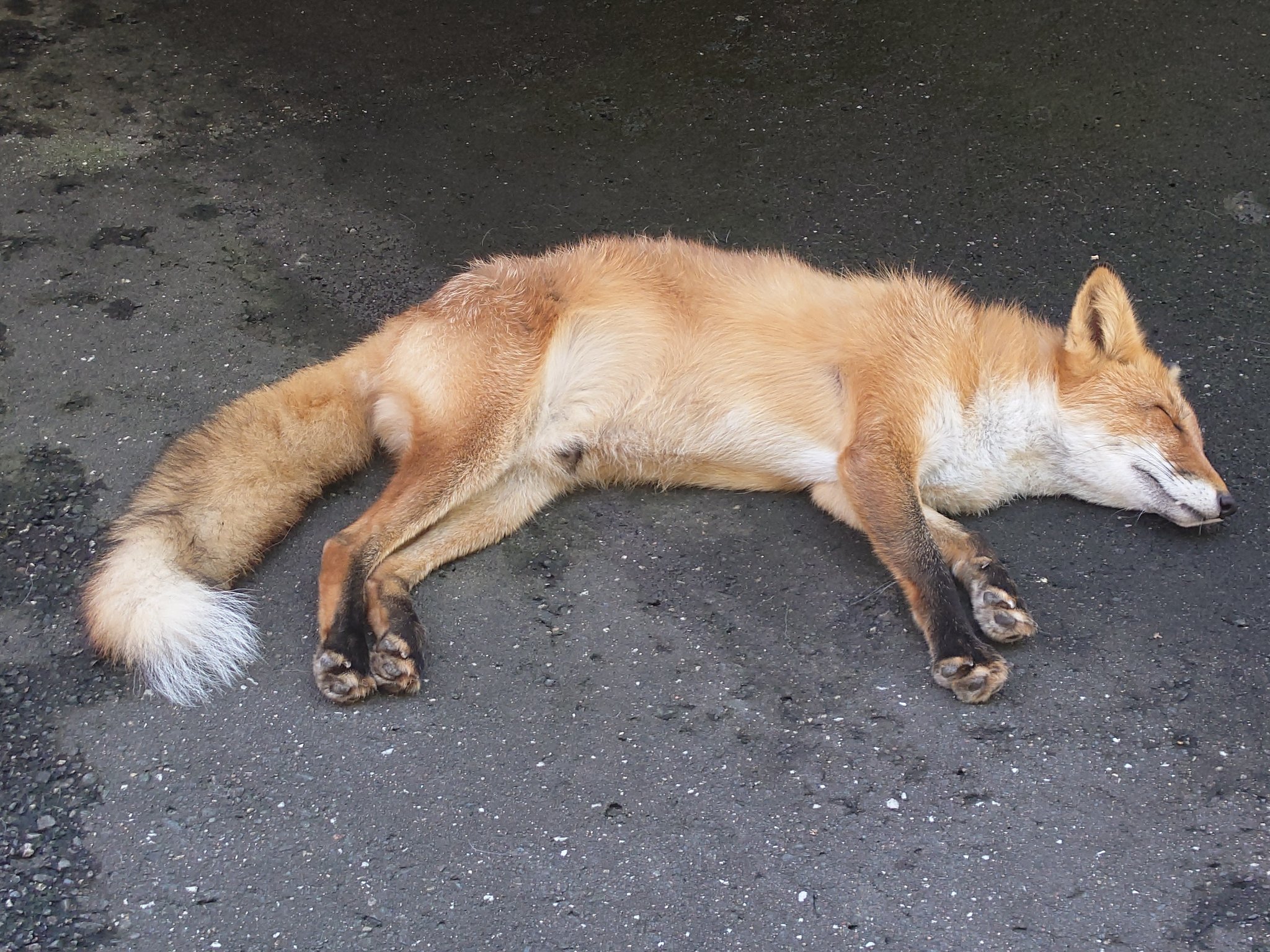 Cheng-Ren🦊🐺 on X: 