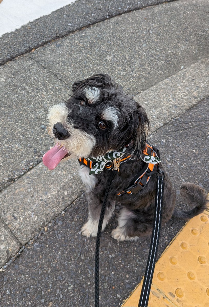 おはよーございマーシタ🐶😋
しんごうまちまち🚥