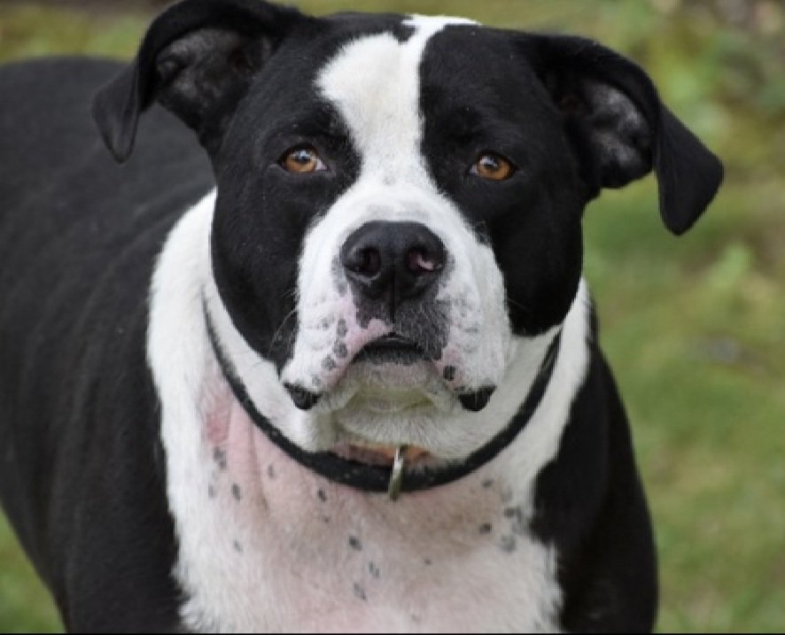 MorgFairsdogs's tweet image. Freedom is relisted TBK 8/14
For Blake's Sake Rescue wants to save him but needs a #foster

If you can help save Freedom and foster him, contact them at 

forblakessakerescue@gmail.com or 
(732)413-5006

#FostersSaveLives #Pledge4Rescue