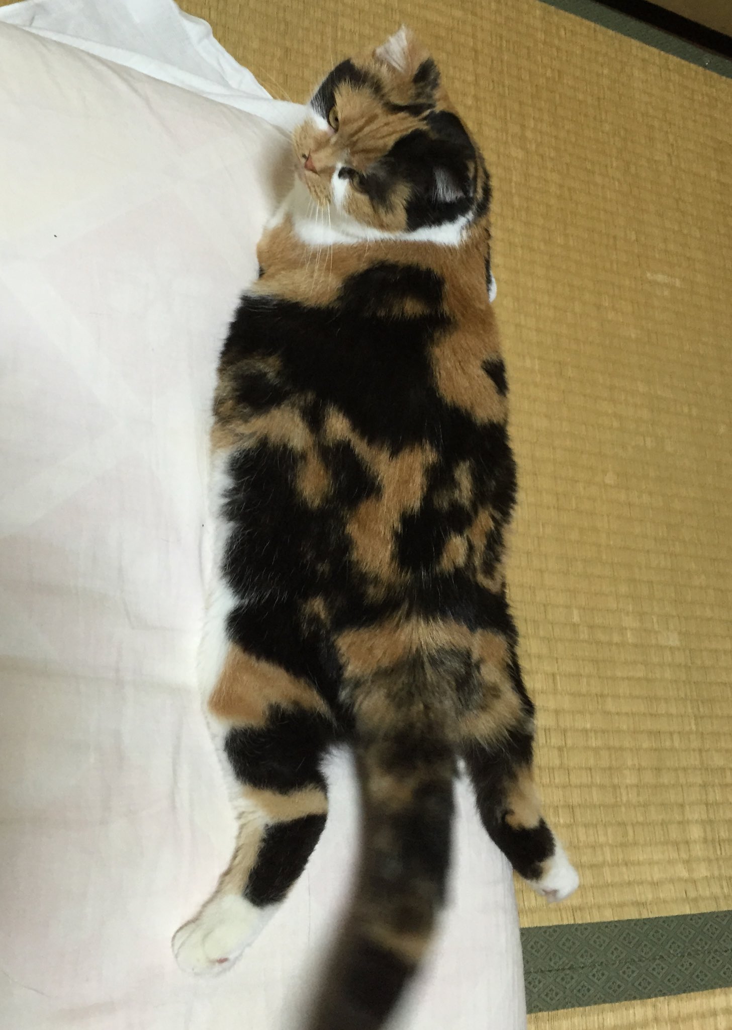 みけねこ on X: 