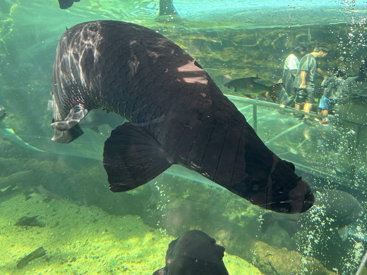 今日の旅
#なかがわ水遊園 (2回目)