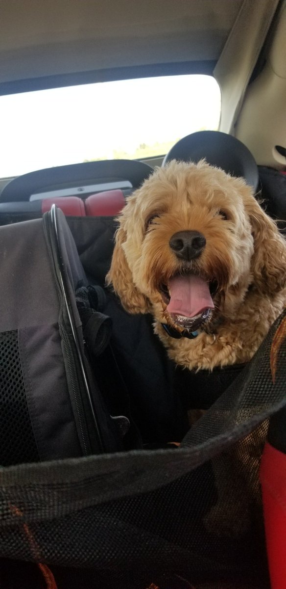 Wild to Home Animal Rescue tweet media