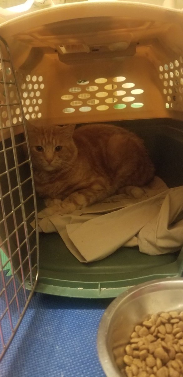 Wild to Home Animal Rescue tweet media