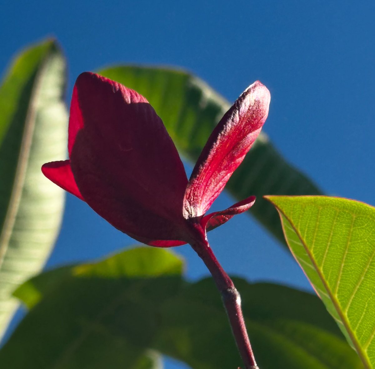 Maria Fadiman tweet media