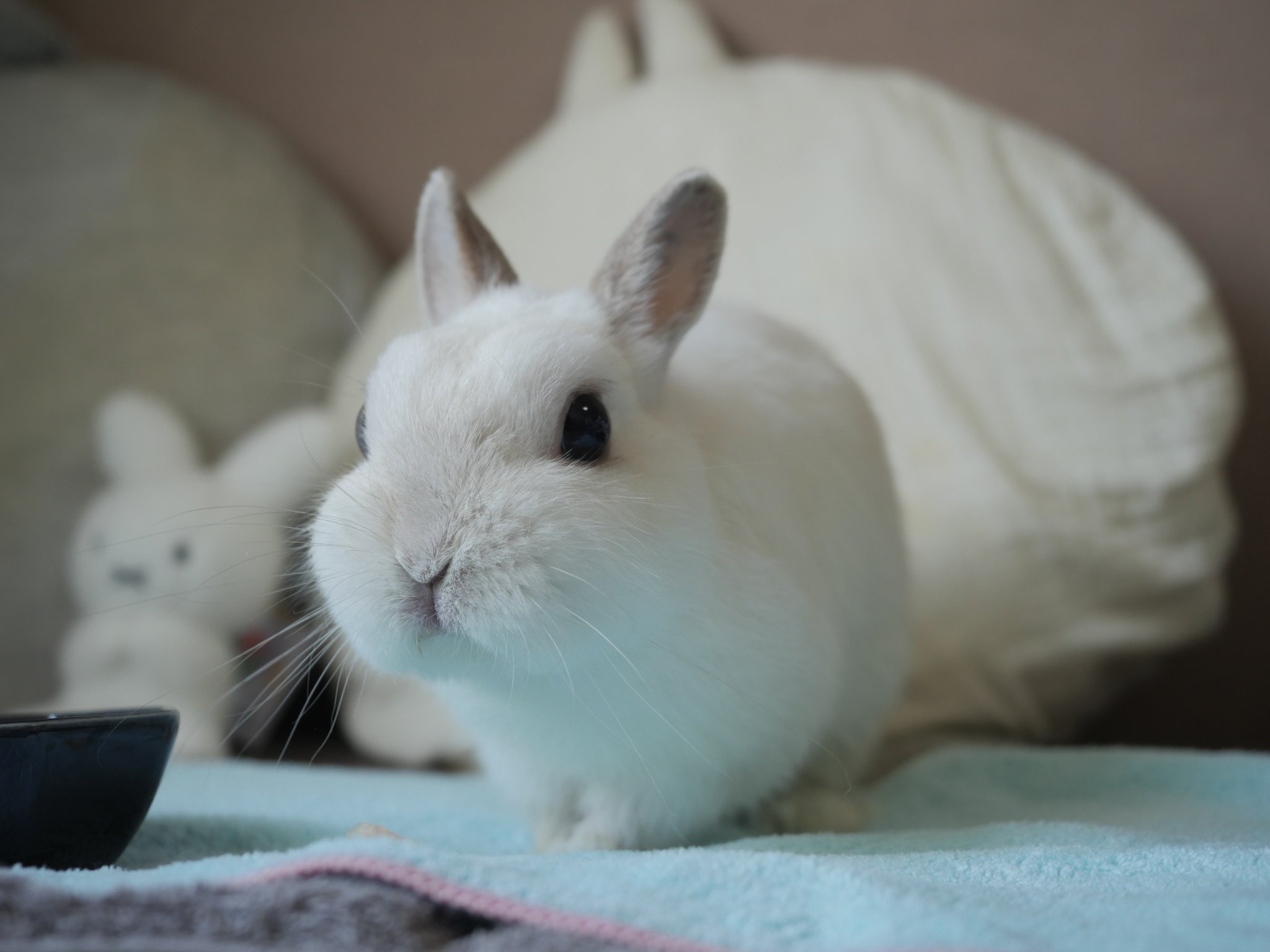 うさぎ 仲良く並んでるけつようび🍑🍑 #ネザーランド #多頭飼い #うさぎ