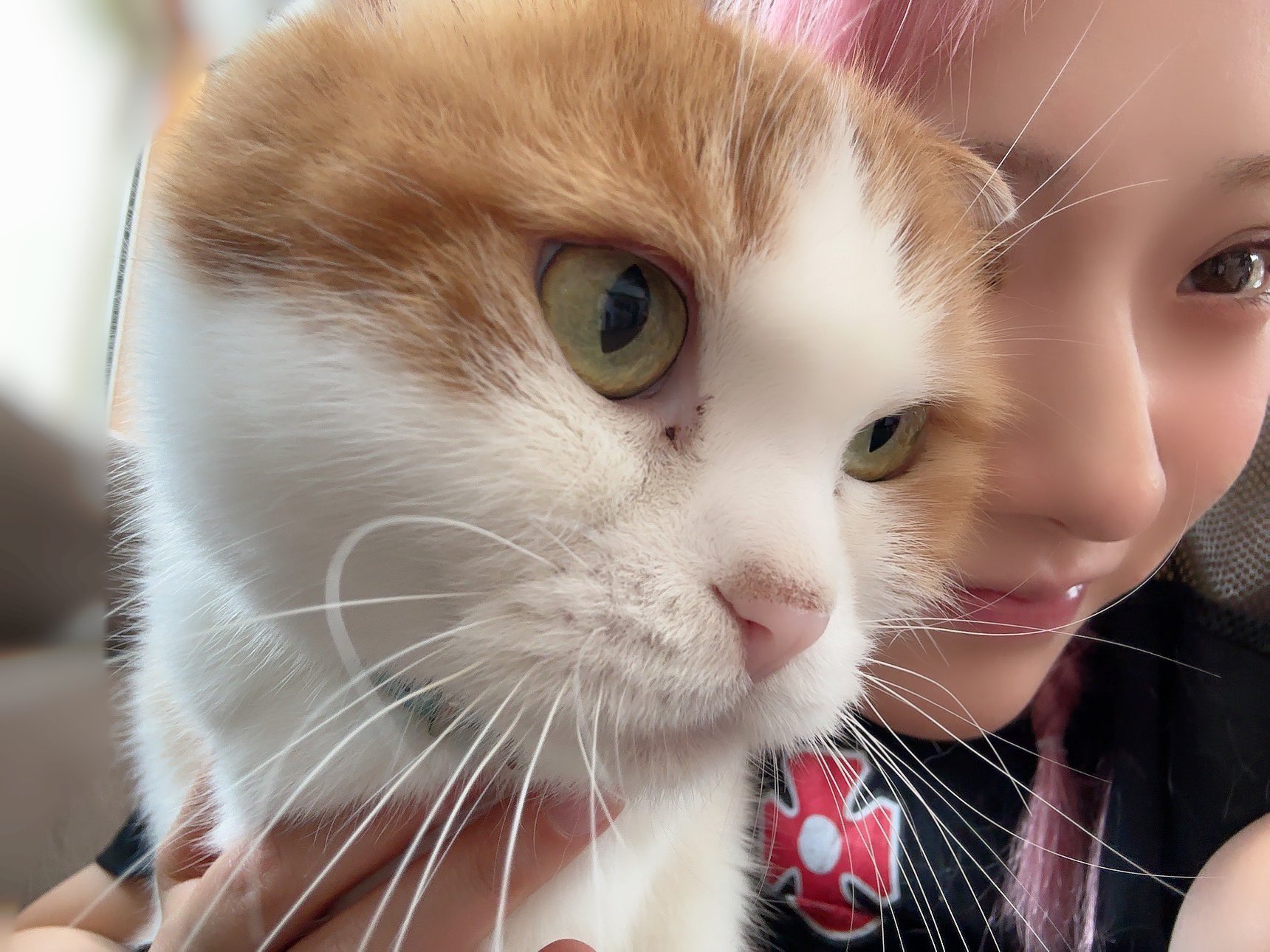 亜麻猫 楽天市場】新政 亜麻猫 720の通販