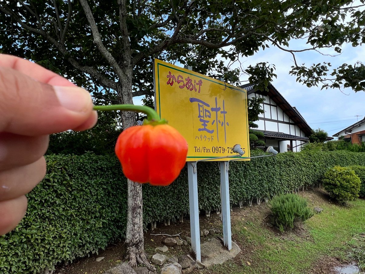 SamuraiShinobuM's tweet photo. ハバネロ】

自家製ハバネロできました！
ということで、本日より、スーパーセカンドインパクト販売開始です！
自家製唐辛子たちをふんだんに使いましたスーパーセカンドインパクト。
激辛です！
サードインパクト用のキャロライナ・リーパーはまだできてないんです。

#聖林本店 #激辛 #からあけ https://t.co/ZZjGYwKLHY