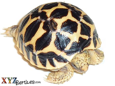 XYZReptiles tweet media