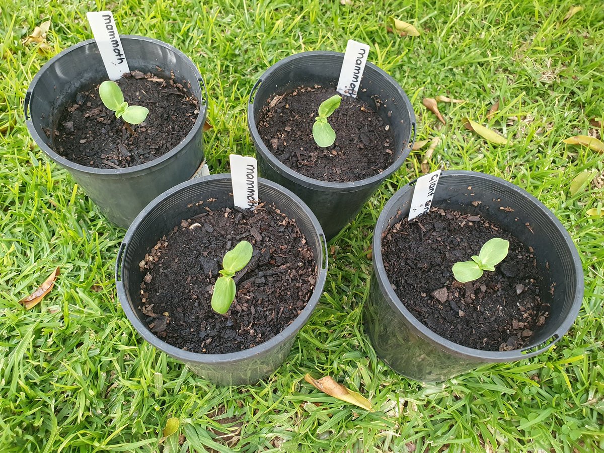 mandysgarden's tweet image. 1 x giant single and 3 x mammoth sunflowers have been transplanted. Lots more to do over the coming days and weeks. Spring is in the air! 
#sunflowerseedlings #readyforspring