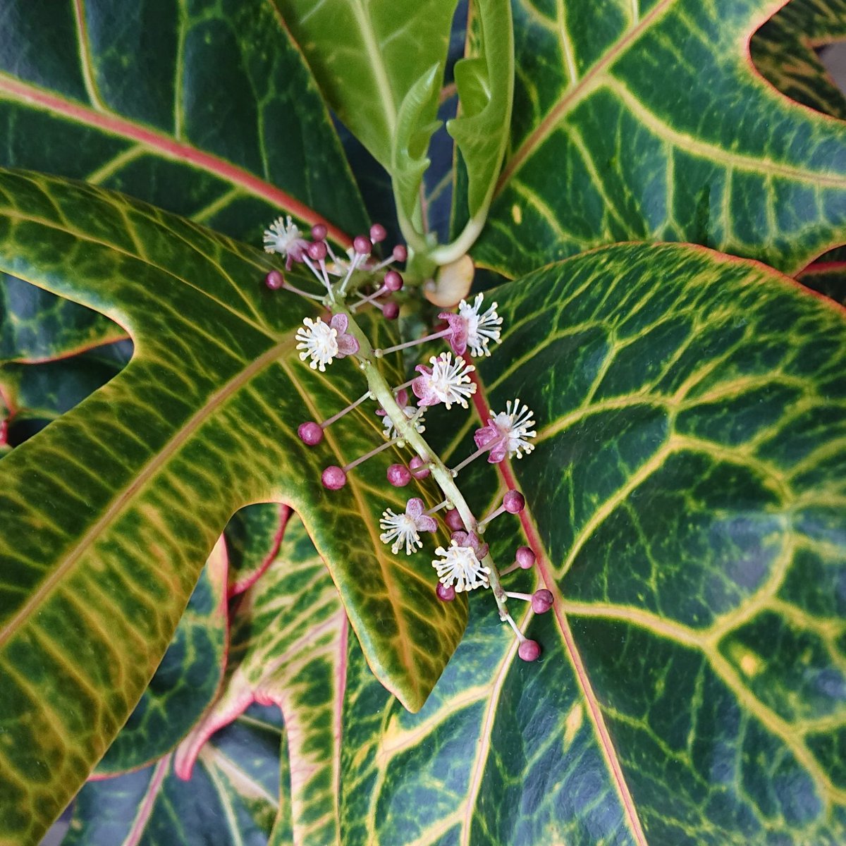 ahiru_anon's tweet photo. 観葉植物のクロトンに花が咲いてきたよ

 #クロトン  #観葉植物 https://t.co/gNt0zpuWYV