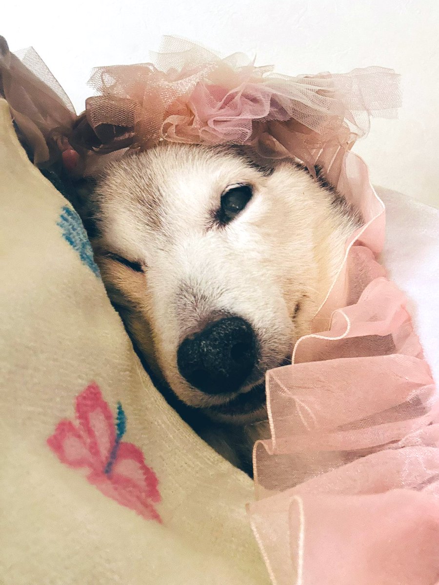 フリフリが似合うんだって💓

#黒柴シニア犬17歳11ヶ月