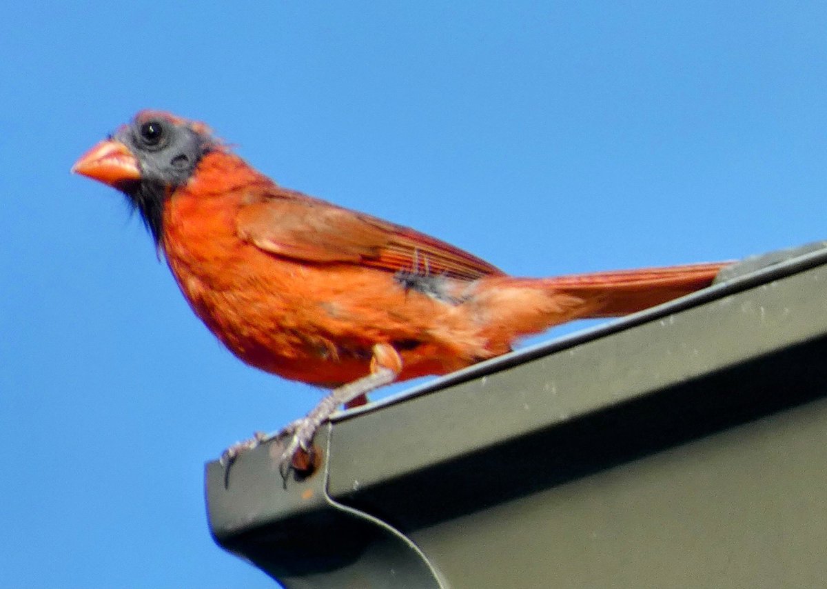 Ileen aka sixth year bird watcher tweet media