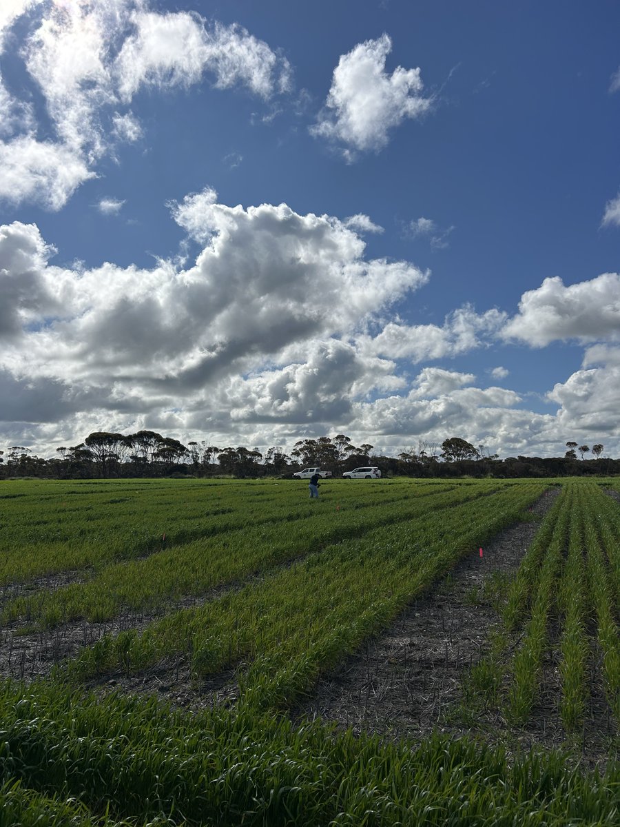 Over the past few weeks, our Esperance team’s been out in the paddock prepping for our 2025 research updates—and the crops are loving the recent rainfall! 🌧️

Danny Bertola’s GM canola is looking impressive, and our potassium trial barley is thriving in deep sands that have
