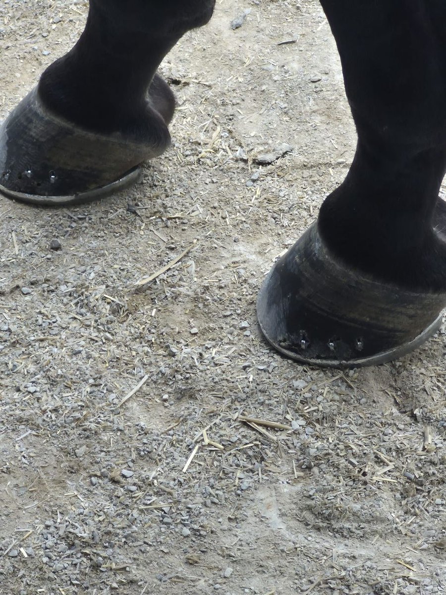 avashola62475's tweet image. 