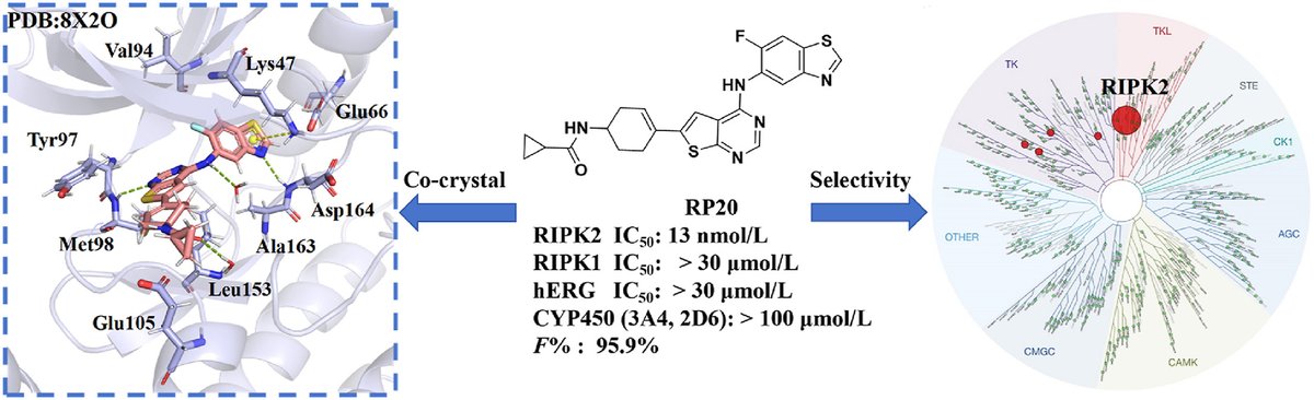 ActaPharmSinB's tweet photo. Article✍️#CMD-#OPT model enables the discovery of a potent and selective #RIPK2 inhibitor as preclinical candidate for the treatment of #acute #liver #injury. From Dr. Chen @SichuanUniversity;
https://t.co/vvPVRSYhsS. https://t.co/tNv1zFxrnQ
