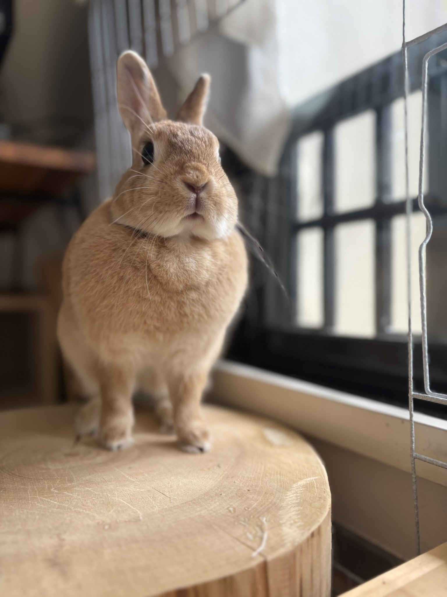 ごま🐰(飼い主:あるじ) on X: 