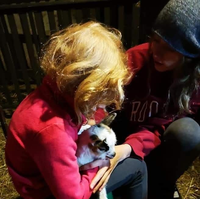 Wild to Home Animal Rescue tweet media