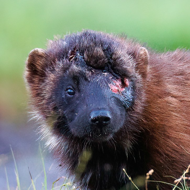 KRossinen's tweet image. Silmävamma ahmalla, luonnon tapahtuma. #gulogulo #wolverine #eyeinjury