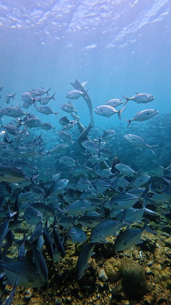 CButterscotch_C's tweet image. 毎回海の底に潜ることは、心の洗礼です。未知の未来に直面したとき、私たちは迷うことがあるかもしれませんが、自分には無限の可能性と勇気があることを信じ続け、すべての挑戦を乗り越え、もっと素晴らしい明日を迎えることができると信じましょう。
#挑戦 #勇気 #心の洗礼 #未来への信念  #前向き