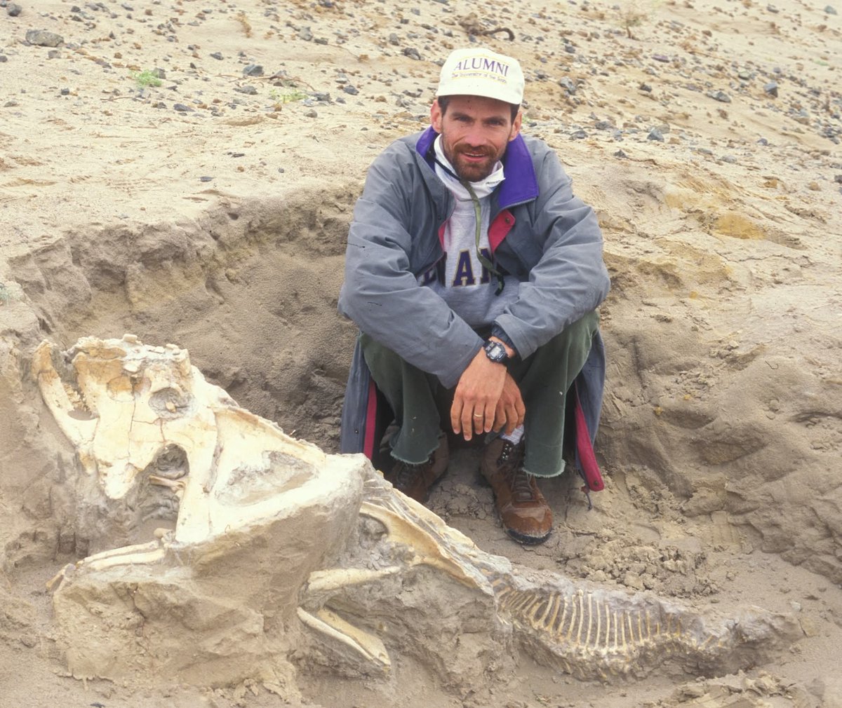 Protoceratops in an ironstone enhanced burrow. The burrow had rolled down the hill. Most pics are of a Proto in burrow not enhanced by ironstone (no sign of burrow)  scavenged beetle larvae, who left borings in the bone and their pupae. Loved to chew up the cartilage in joints.