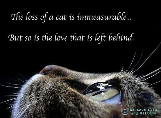 Cats and Kittens tweet media