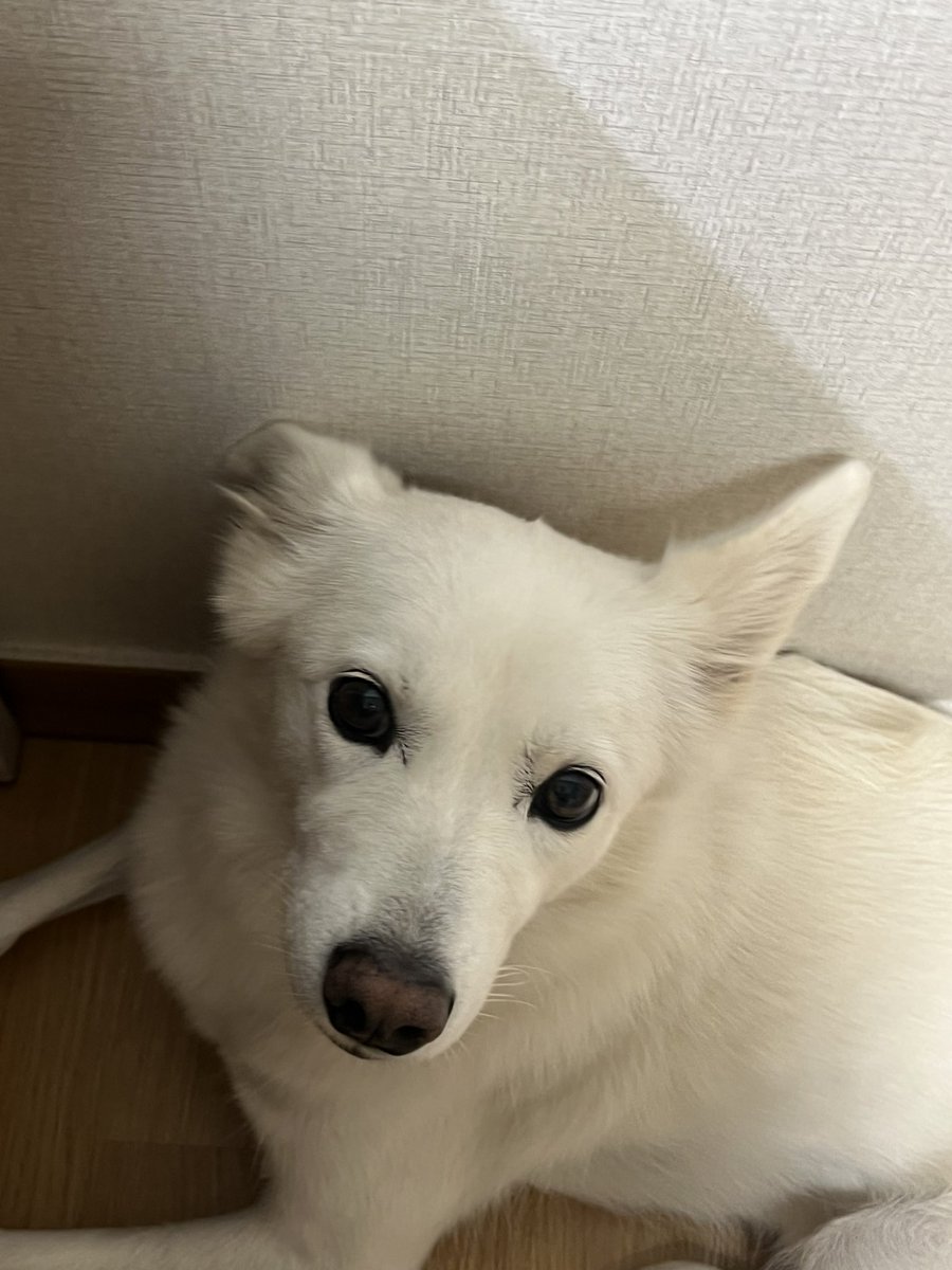 번둥천개가 무서운 강아지