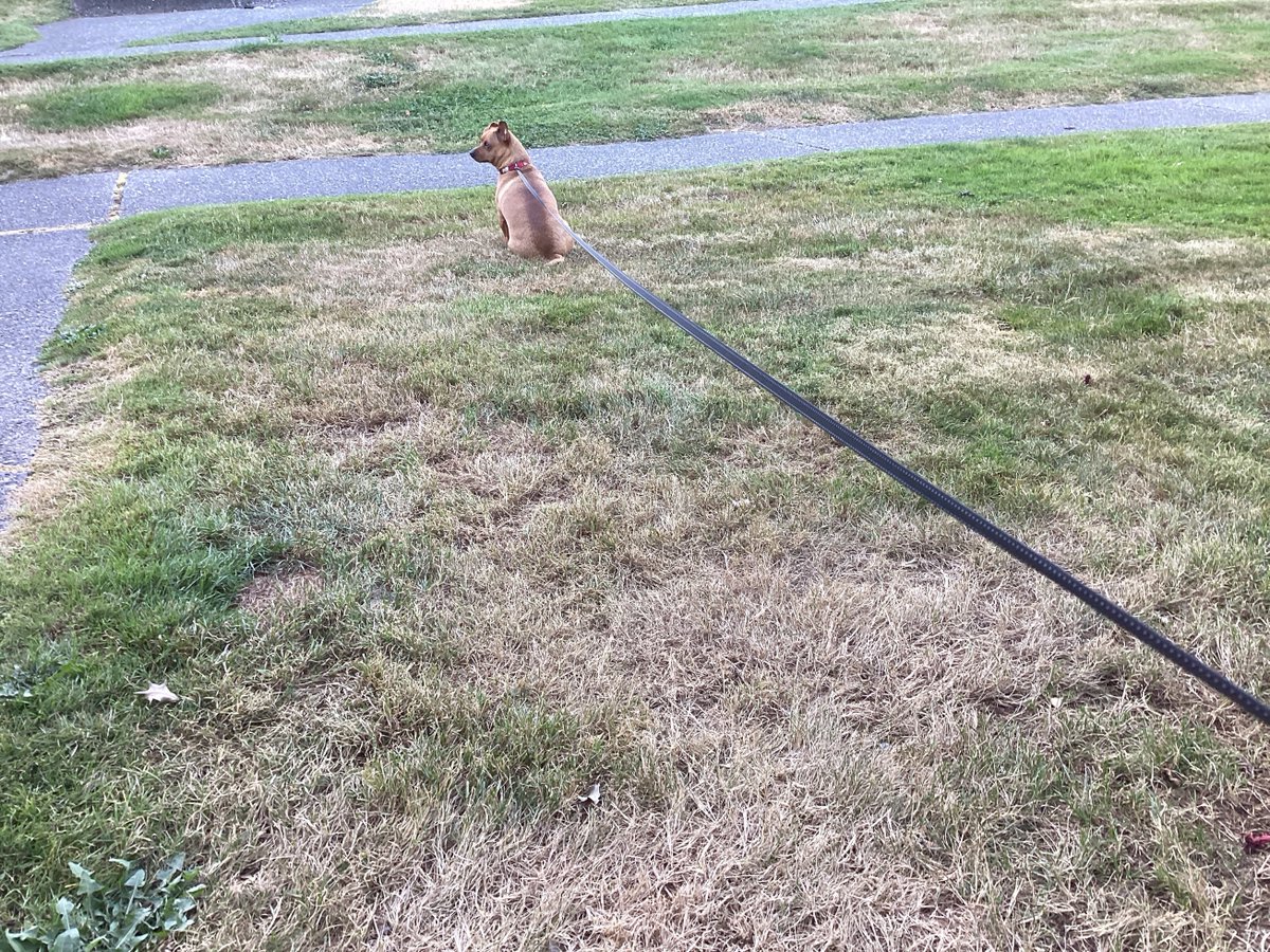 Barkley_Pup's tweet photo. Chilling on a summer evening and waiting for a neighbour… any neighbour… to stop and say hi. https://t.co/oZGxFfeTTr