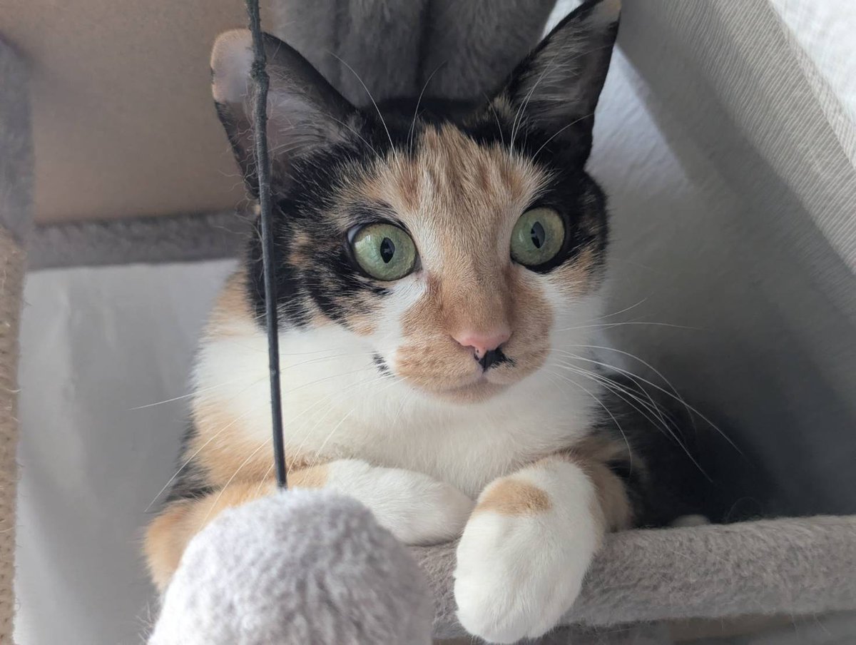 おてて

#里親募集中 #保護猫 #猫 #三毛猫 #猫好きさんと繋がりたい #猫のいる暮らし #猫のいる生活 #預かりボランティア #Cat #catlife