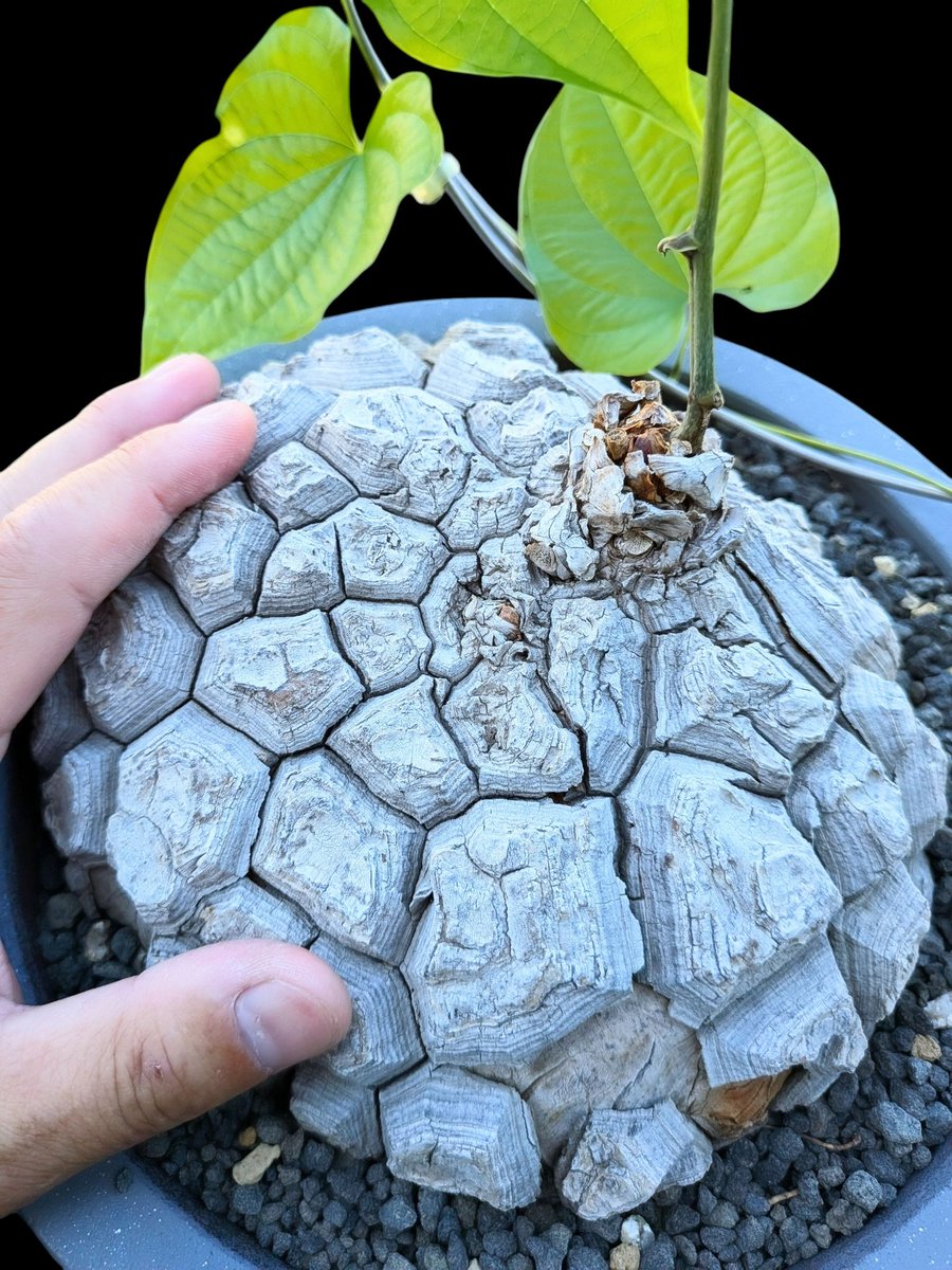 drybizarre's tweet image. Dioscorea macrostachya 

夏型の亀甲竜　

水を吸い過ぎて甲羅の表面が一部、剥がれてしまった

元気だから良いけど

＃亀甲竜
＃塊根植物
＃Dioscorea