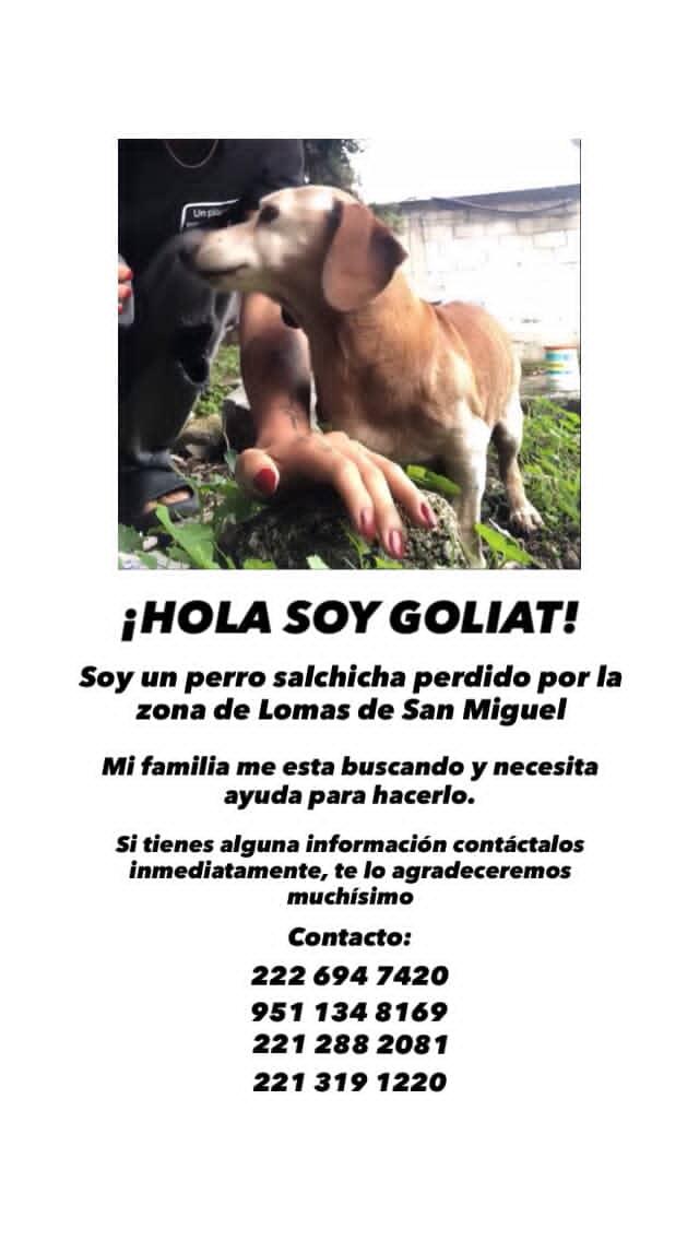 ACOSMEMOTA's tweet photo. Se busca perrito perdido llamado Goliat, el día de hoy se extravió en la zona de Lomas de San Miguel.

Si tienes información, llama a los teléfonos:
☎️ 2226-947420
☎️ 9511-348169
☎️ 2212-882081

@TribunaVigila @AleBau_Tribuna @MonseNavedo https://t.co/D6t5ehKleY