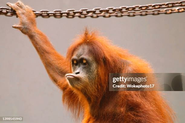 in a thronged zoological garden

a baby bonobo
stealing the spotlight 

smiling for the crowds
beside an enclosure 
with a grumpy orangutan 

#vss365 #cherita #poem