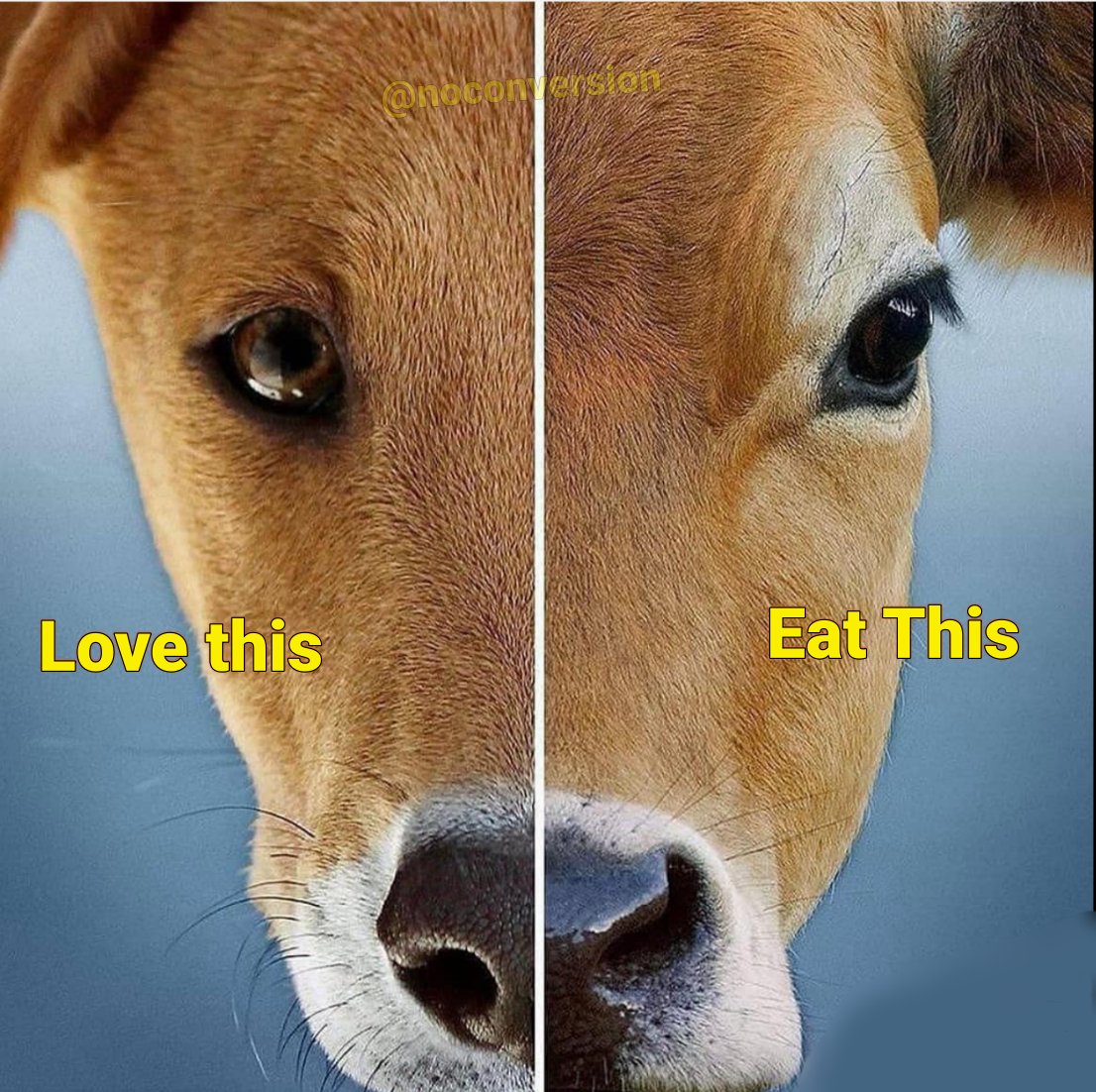 If you love dog, how can you eat cow?  ...dont be hypocrite. Applies to all the "candle" holding elite class .... if you love animals ..love them all