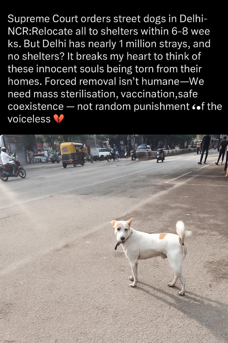 #AnimalLivesMatter
#straydogs #VoicelessNotWorthless #StopDogRelocation #StrayDogsDelhi #AnimalRights #HumaneSolutions #AdoptDontShop #SteriliseVaccinate #JusticeForStrays #StrayDogLove #DelhiDogs #ProtectTheVoiceless