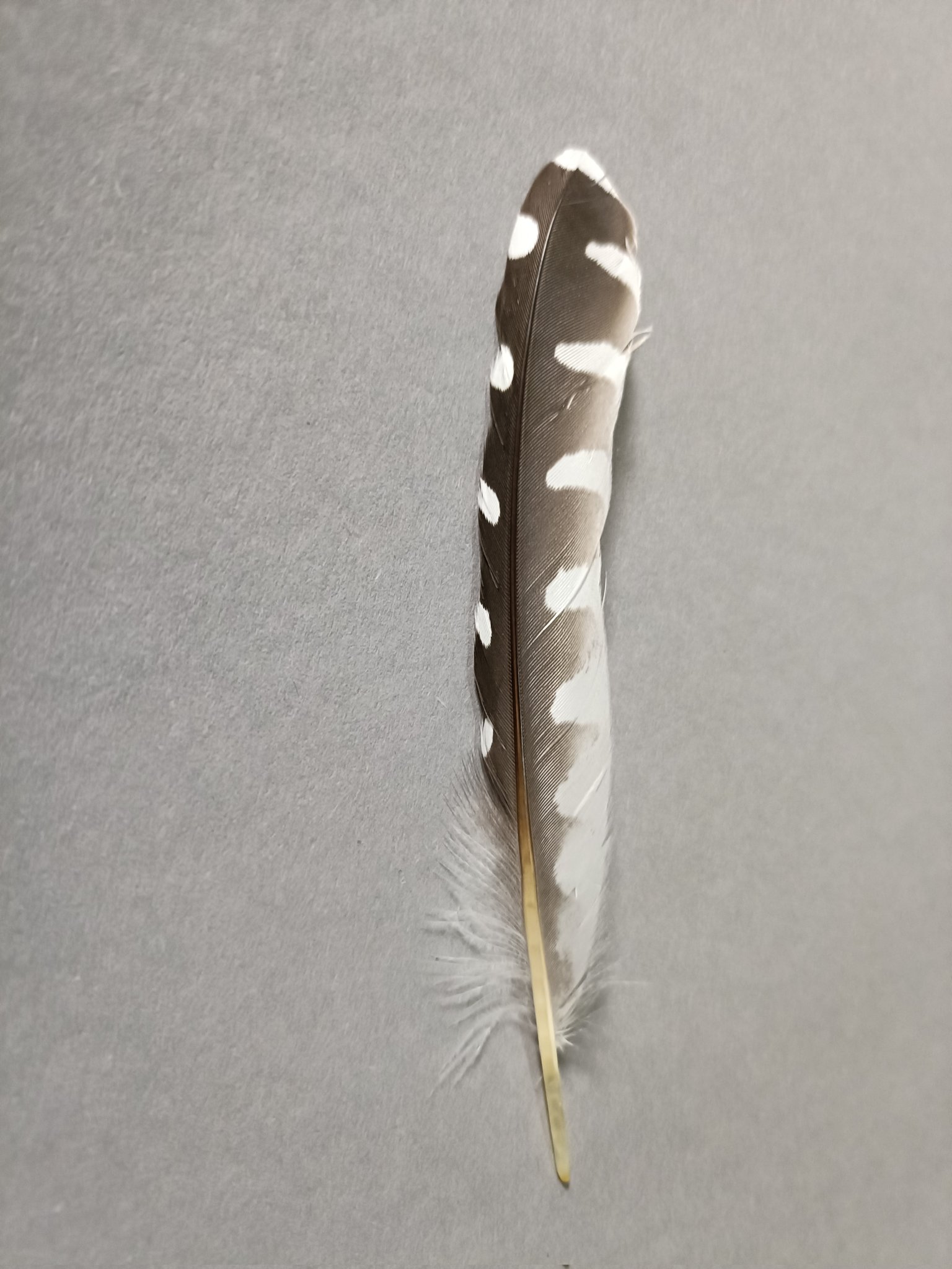 トビの翼標本 featherbase Japan (@FeatherbaseJPN) / X
