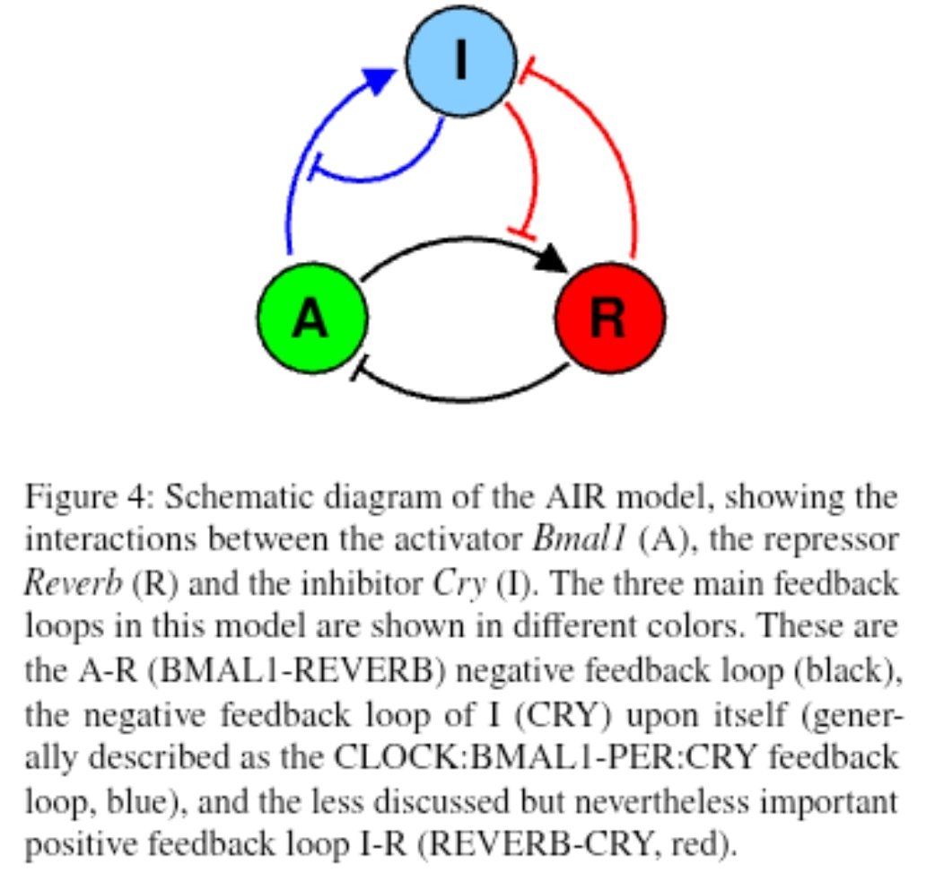 A minimal activator-inhibitor-repressor model to describe the hepatic circadian clock
doi.org/10.1101/2025.0…
