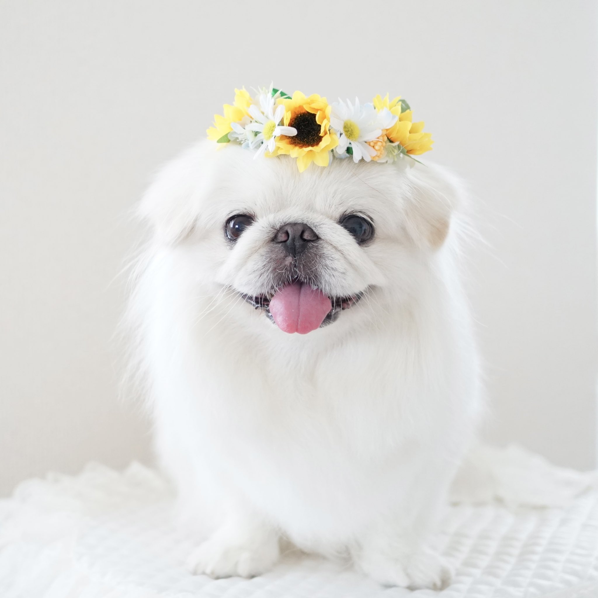 ♡押花♡かわいい犬♡ ふわふわ♡わたちゃん on X: 