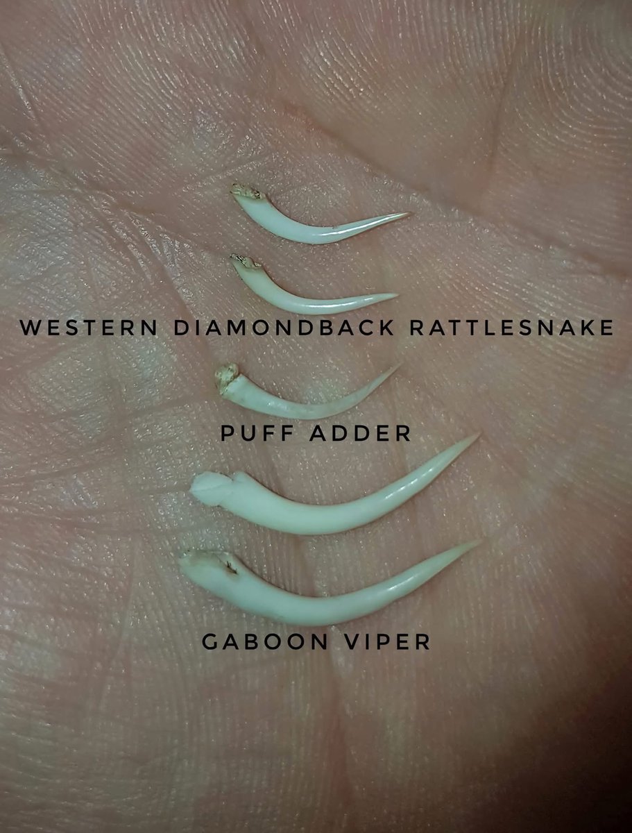 Sandra Swart tweet media