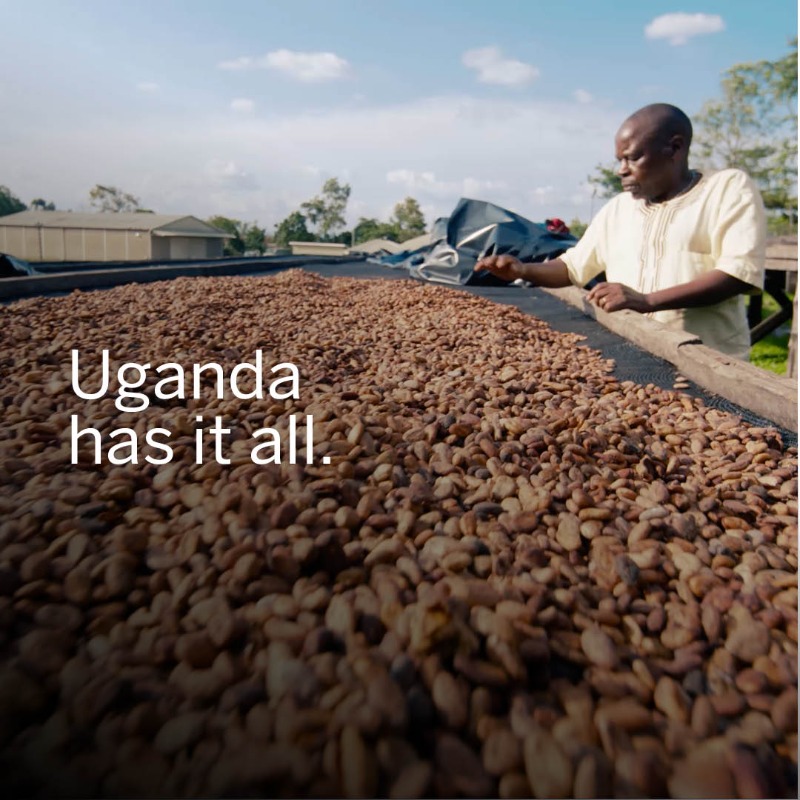 stanbicug's tweet photo. Episode 1 of the The CIB Impact Series explores how Stanbic Bank Uganda and their clients are changing millions of lives in the agriculture sector 

#StoriesofImpact | #DrivingUgGrowth