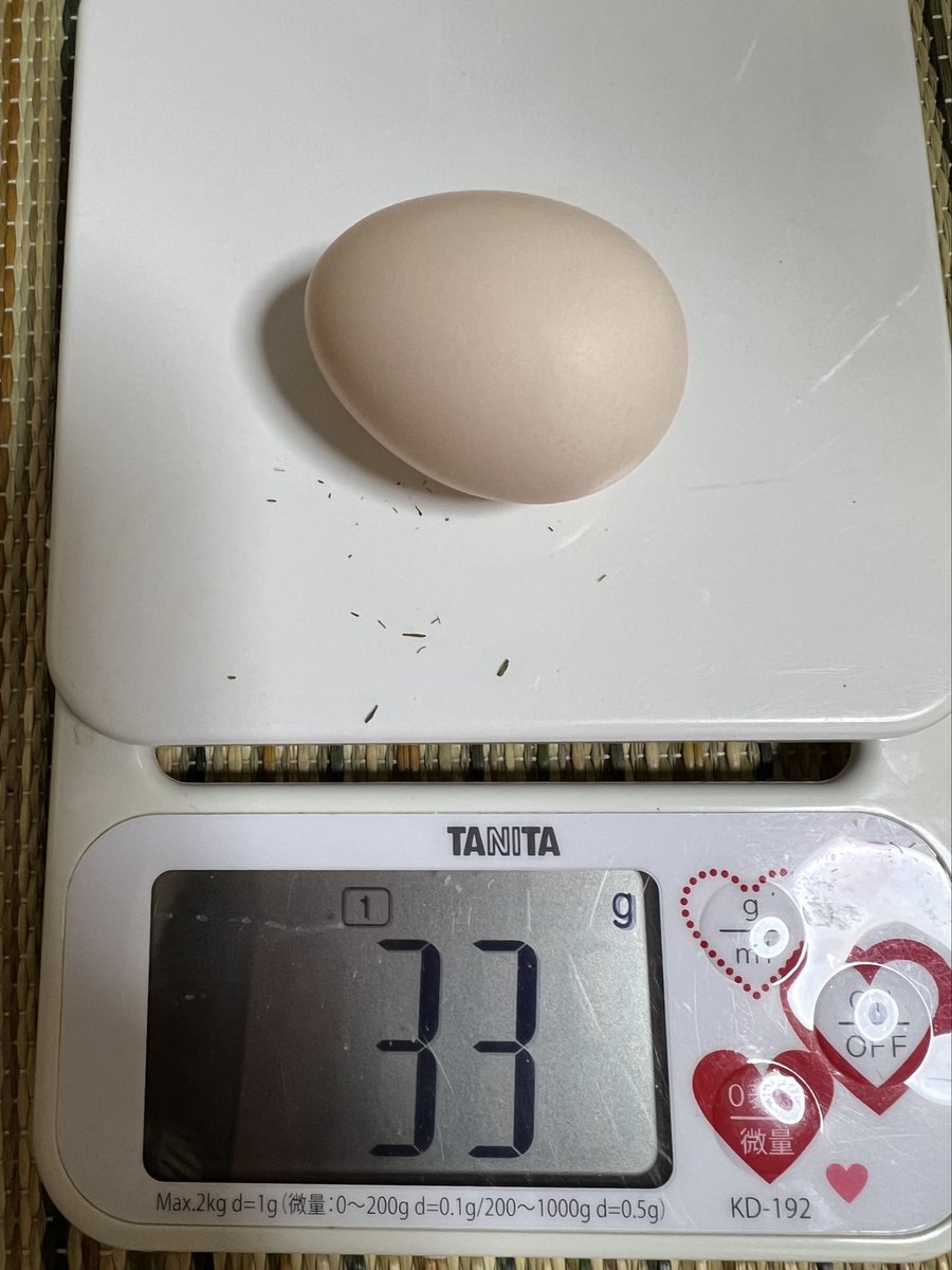 pipipimimimi3's tweet image. うにちゃん🐔
8月13日おタマゴ産みました🥚

いっぱい食べなくちゃ〜🐔🍴
庭をウロウロ忙しそう💦

 #チャボ
 #にわとり