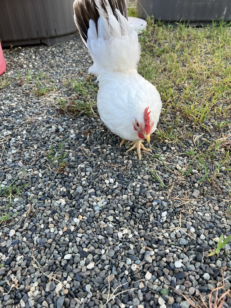 pipipimimimi3's tweet image. うにちゃん🐔
8月13日おタマゴ産みました🥚

いっぱい食べなくちゃ〜🐔🍴
庭をウロウロ忙しそう💦

 #チャボ
 #にわとり