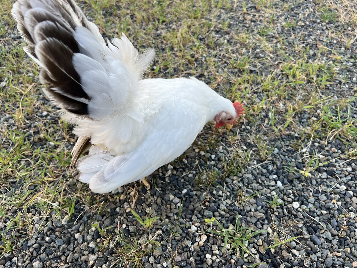 pipipimimimi3's tweet image. うにちゃん🐔
8月13日おタマゴ産みました🥚

いっぱい食べなくちゃ〜🐔🍴
庭をウロウロ忙しそう💦

 #チャボ
 #にわとり