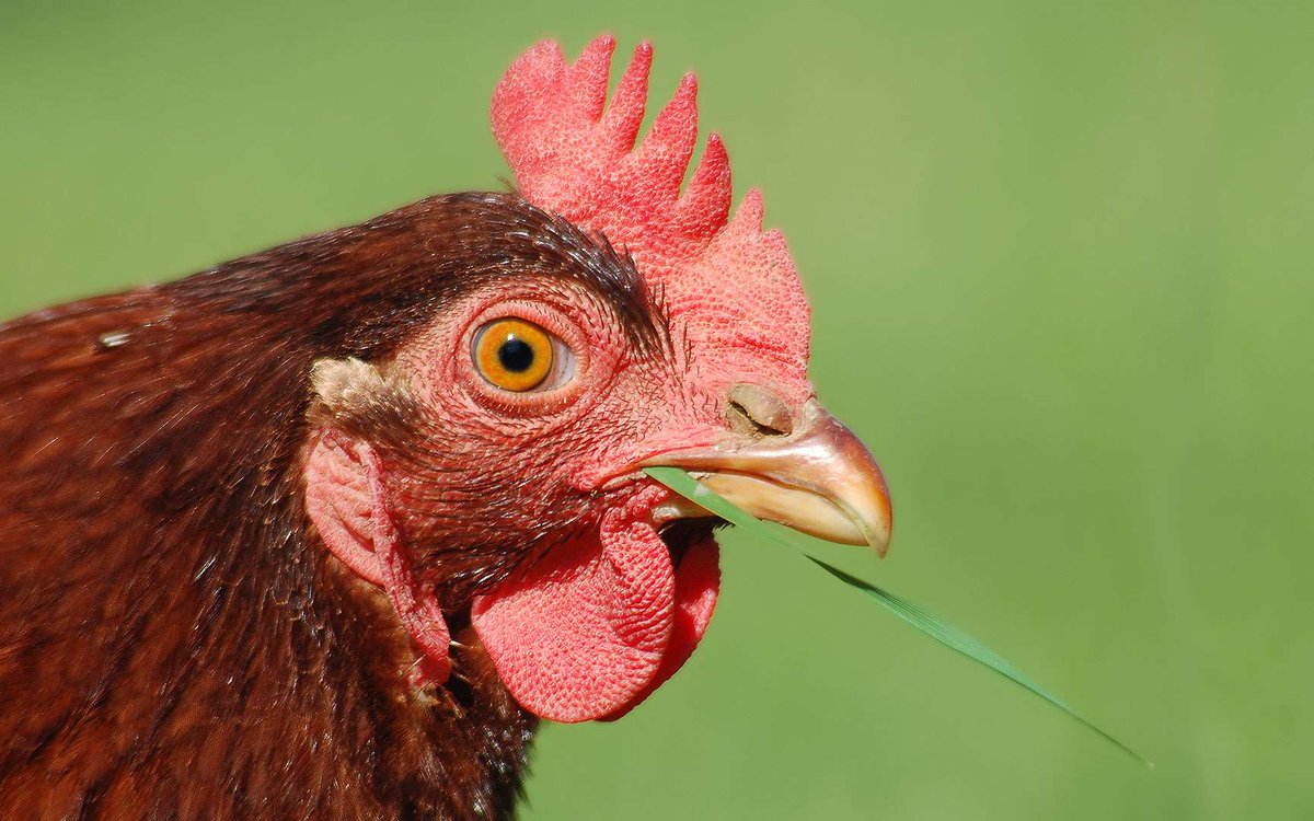 🔴🇫🇷🐓 ALERTE INFO | Pendant ses vacances, Yaël Braun-Pivet aurait réquisitionné les CRS chargés de sa sécurité… pour nourrir ses poules à son domicile privé. (Le Canard Enchaîné)